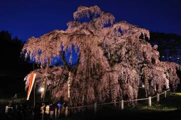 Fukushima's famous Miharu Takizakura, a weeping sakura tree