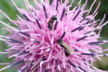 Busy bees (Photo: Matthew Shewchuk)