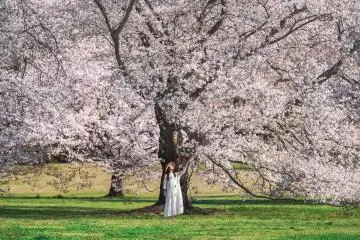 1500 sakura trees means there is ample beauty to go around (Photo: General Incorporated Foundation Parks Japan)