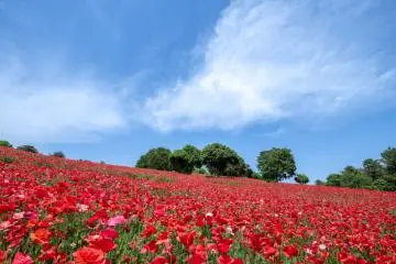 Scenery like this is just minutes away from multiple urban stations (Photo: General Incorporated Foundation Parks Japan)