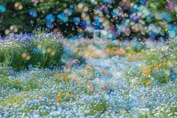 Bubbles + flowers = a match made in photogenic heaven (Photo: General Incorporated Foundation Parks Japan)