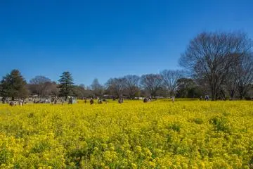 The park sprawls across 160 hectares, ensuring plenty of quiet spaces away from crowds (Photo: General Incorporated Foundation Parks Japan)