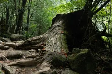 Photo: <a href="https://unsplash.com/photos/forest-during-daytime-8tcUc3hKTvg" target="_blank" rel="noreferrer noopener nofollow">Ken Li</a> / Unsplash