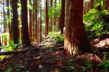 Deep in the cedars (Photo: Matthew Shewchuk)