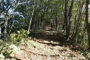 Ridge-line trail amoungst  the native birch trees (Photo: Matthew Shewchuk)