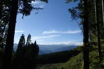 <p>Muncul dari hutan</p>
