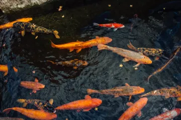 Moving of the Seto Canal Carp 2026
