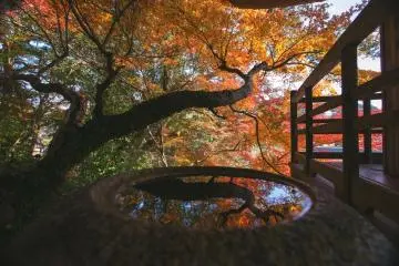 Fiery autumn foliage (Photo: Garyu Sanso)