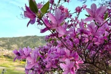 5 Destinations for Spring Flowers in Takayama