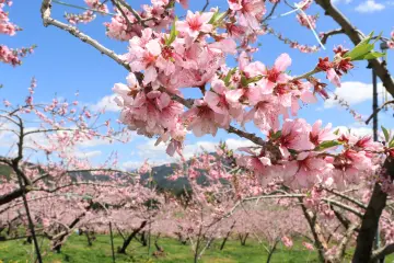 Photo: Takayama City