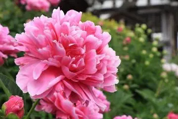 Photo: Takayama City