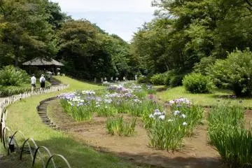 Irises at Meiji Shrine Inner Garden (Photo: <a href="https://unsplash.com/photos/a-group-of-people-walking-through-a-lush-green-park-fspby-mSnmA" target="_blank" rel="noreferrer noopener nofollow">joanbam</a> / Unsplash)