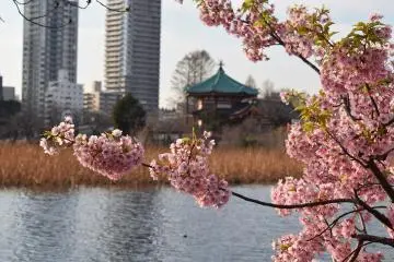 Ueno Park, a Tokyo favorite for green space (and cherry blossoms!)
