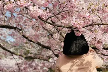 6 Must-See Sakura Spots in Nikko