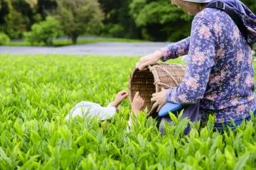 Tea Picking at Shizuoka Performing Arts Park