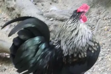 wild rooster in shrine grounds