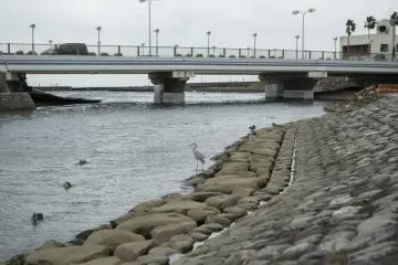 The river is a hub for wildlife. From Herons to Koi it is unlikely not to see some of Ito's natural inhabitants