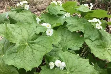White skeleton flowers (Photo: 自然にときめくリゾート 休暇村)