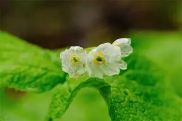 See-through petals (Photo: Hanshin Electric Railway Co., Ltd.)