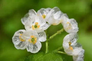 Transparent skeleton flowers (Photo: Takayama)
