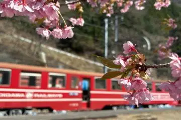 Train behind springtime sakura