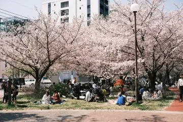 Hanami in Fukuoka