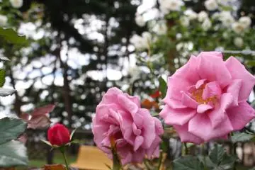 สีสันสวยงาม
