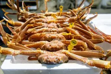 Crabs Fit for an Emperor (Photo:  Mikuni Echizen Snow Crabs – Lukas Austin Amsden)