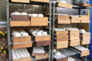 Freshly made Mochi rice cakes