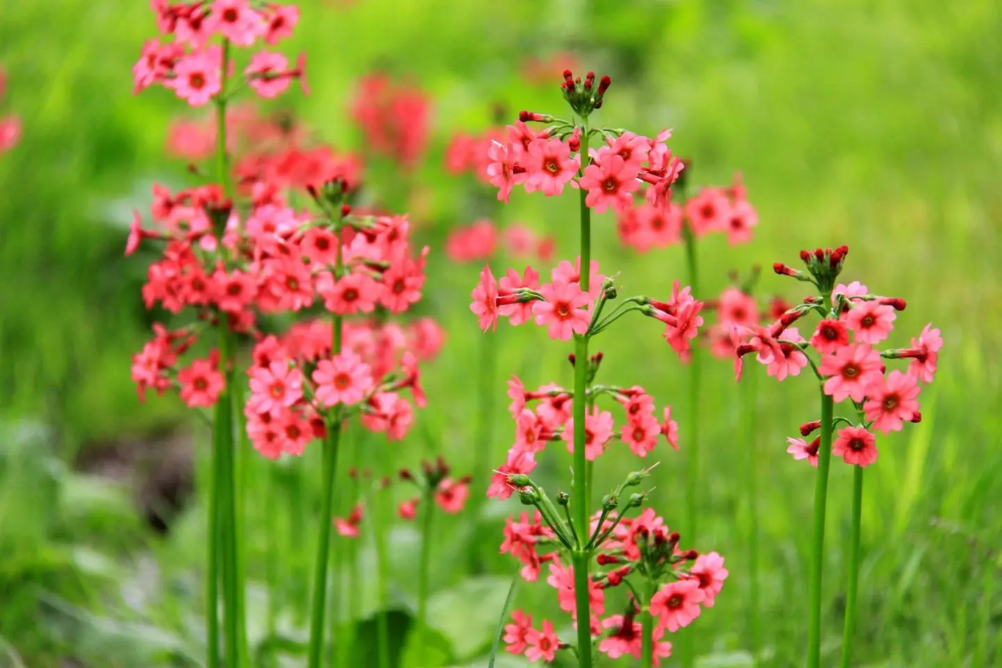 A variety of other flowers, like primrose, can also be found at the venue (Photo: Fujimi Panorama Resort General Incorporated Association)