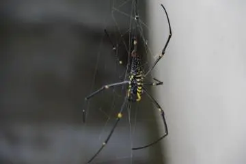 <p>Giant wood spiders, also known as banana spiders, are everywhere</p>