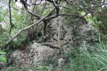 <p>This area is between the top of the last stairs and the observation post; it may be a part of the Castle Ruins but it's impossible to be sure</p>