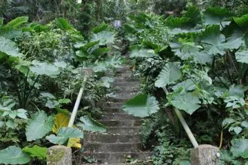 <p>The jungle and time have already claimed the original castle and is slowly taking over the concrete stairs and other improvements at the site</p>