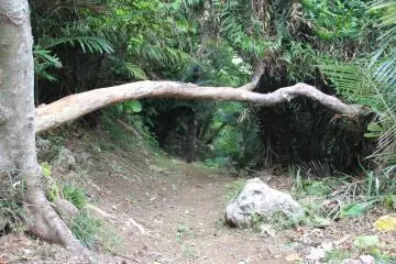 <p>The entire site is relatively dark with many steep inclines, narrow paths, fallen trees and lots of insects</p>