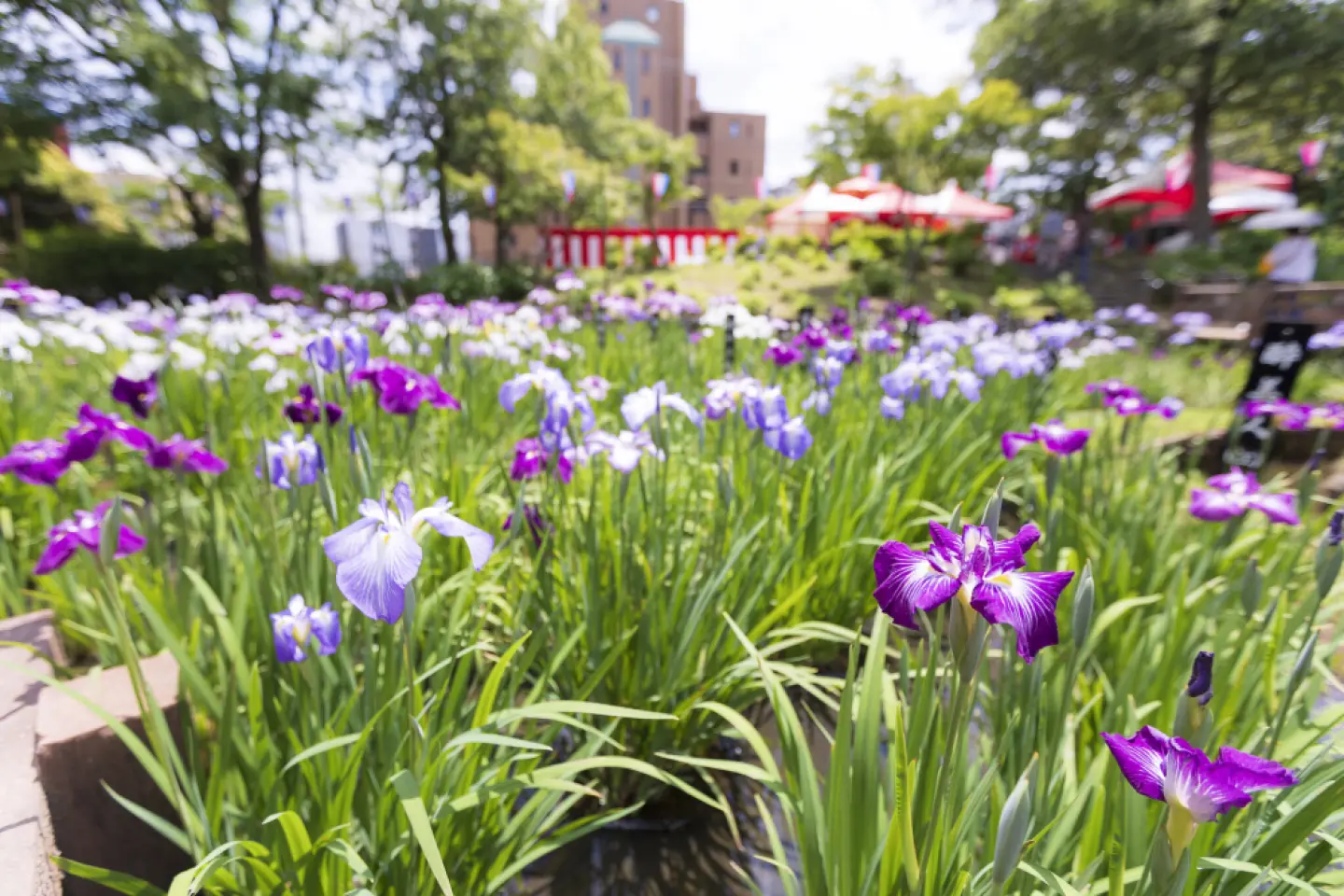 Iris Festival and Global Food Square 2026