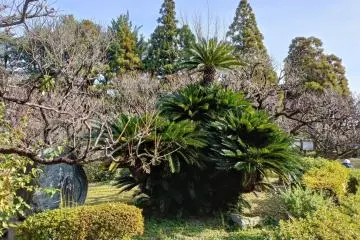 Verdant at Bairinji
