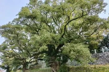 Suitengu from the Chikugo 