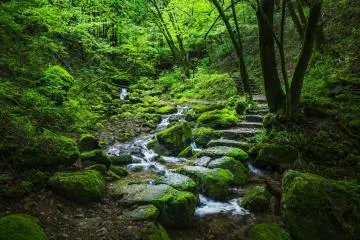 Rock Garden