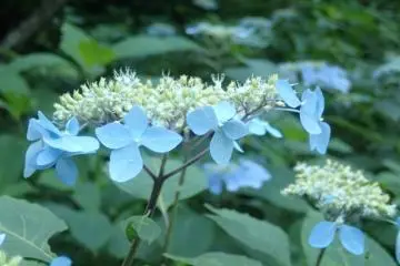 Mid-summer flowers (Photo: Matthew Shewchuk)