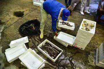 A man preparing eels for sale at a fish market