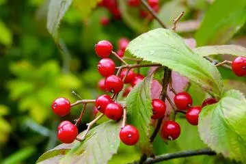 Growing ripe!