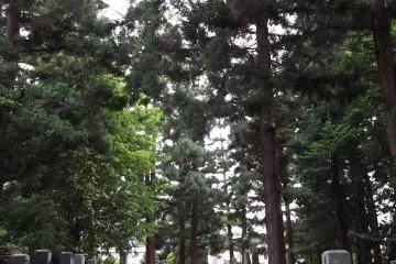<p>There's a large, tranquil forest graveyard</p>