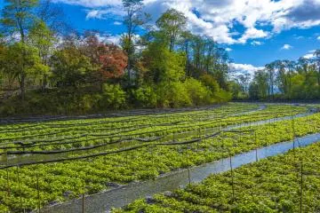 Daio Wasabi Farm