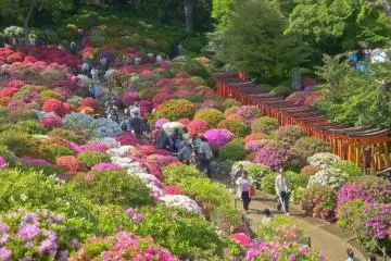 Azaleas in bloom at Nezu Shrine garden