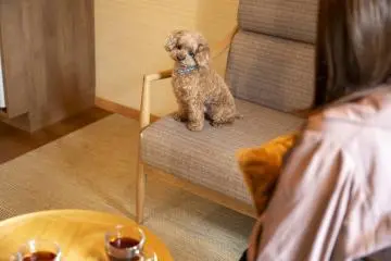 Dog-friendly resting place