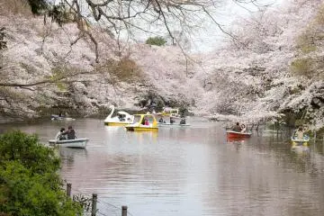 The views at Inokashira Park are beautiful - maybe just avoid the coupled-up folks on the swan boats! ;)