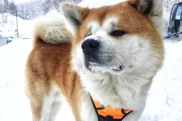 Hokuto
