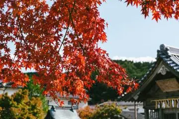 Photo: <a href="https://unsplash.com/photos/red-leaves-on-gray-concrete-fence-w2CWOAij-q0" target="_blank" rel="noreferrer noopener nofollow">Tayawee Supan</a> / Unsplash