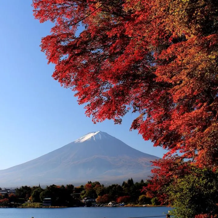 Japan's 2025 Autumn Leaves Forecast - Things to Do - Japan Travel
