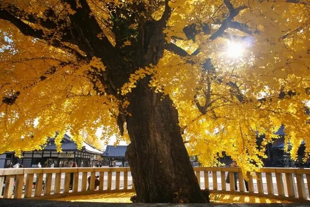 Japan's 2025 Autumn Leaves Forecast - Things to Do - Japan Travel